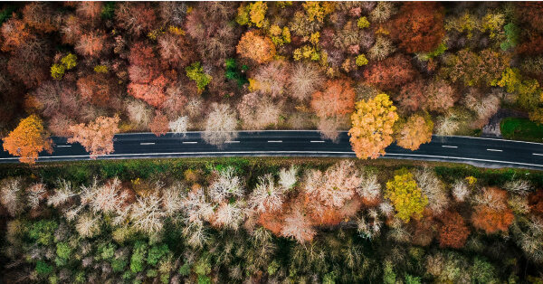 Windy road through autumn trees